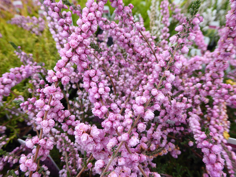 Calluna vulgaris 'H.E.Beale' (9cm pot)-0
