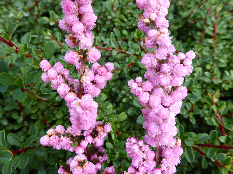 Calluna vulgaris 'H.E.Beale' (9cm pot)-13452