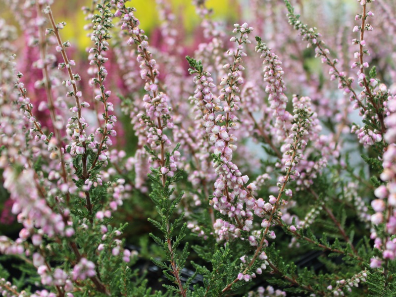 Calluna vulgaris 'H.E.Beale' (9cm pot)-11993
