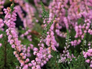 Calluna vulgaris 'J. H. Hamilton' (9cm pot)-0