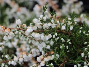 Calluna vulgaris 'Kinlochruel' (9cm pot)-0