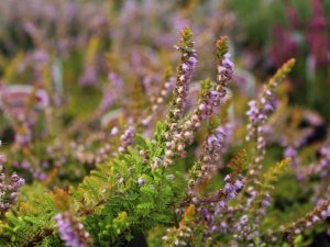 Calluna vulgaris 'Multicolor' (9cm pot)-0