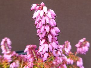 Erica carnea 'Ann Sparkes' (9cm pot)-0