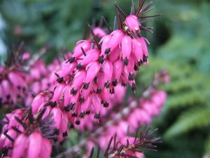 Erica carnea 'Challenger' (1 litre pot )-0