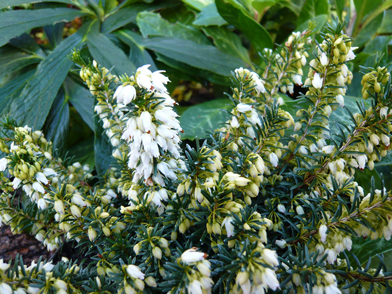 Erica carnea 'Ice Princess' (1 litre pot)-0