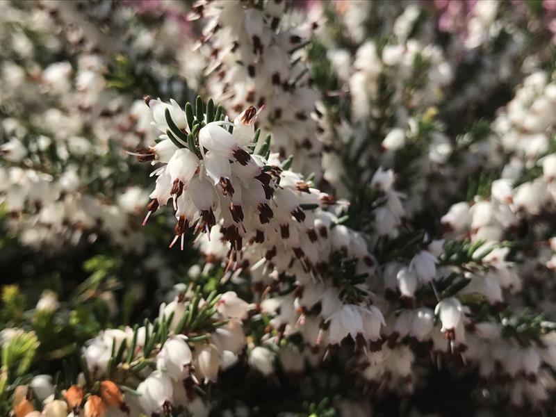 Erica x darleyensis 'Silberschmelze' (9cm pot)-18217