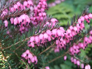 Erica x darleyensis 'Kramer's Red' (9cm pot)-0