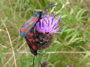 Burnet moth on Knapweed