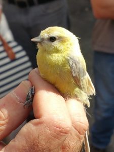 A leucistic Blue tit: the star of the show