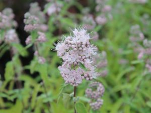 Caryopteris x clandonensis Pink Perfection-0