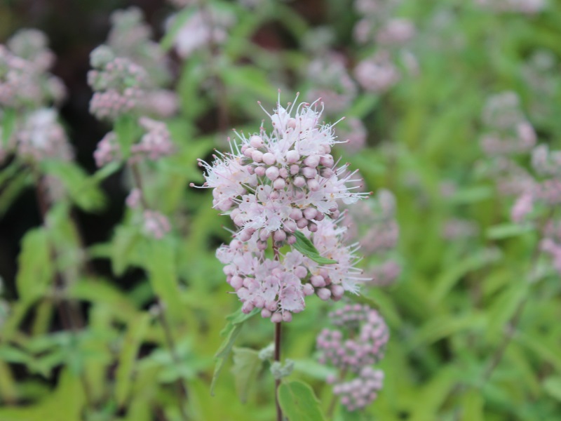 Caryopteris x clandonensis Pink Perfection-0