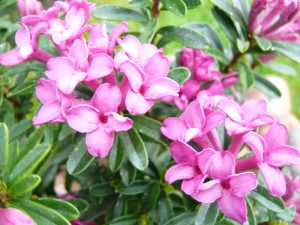 Daphne x rollsdorfii ‘Wilhlem Schacht’-0
