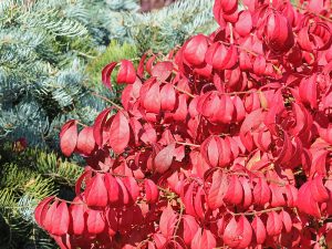 Euonymus alatus 'Compactus' takes centre stage