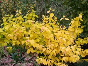 Dogwoods glowing in the autumn sunshine