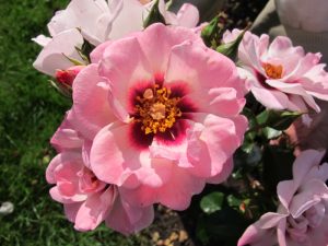 Rosa floribunda Angel Eyes 'Chewdelight'-0
