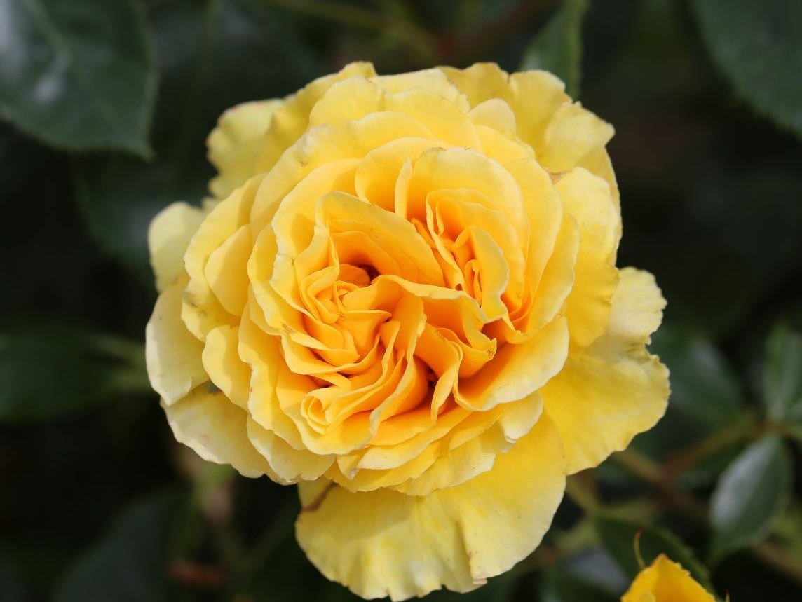 Rosa floribunda Anniversary Wishes ('Noa 1407/21')-0