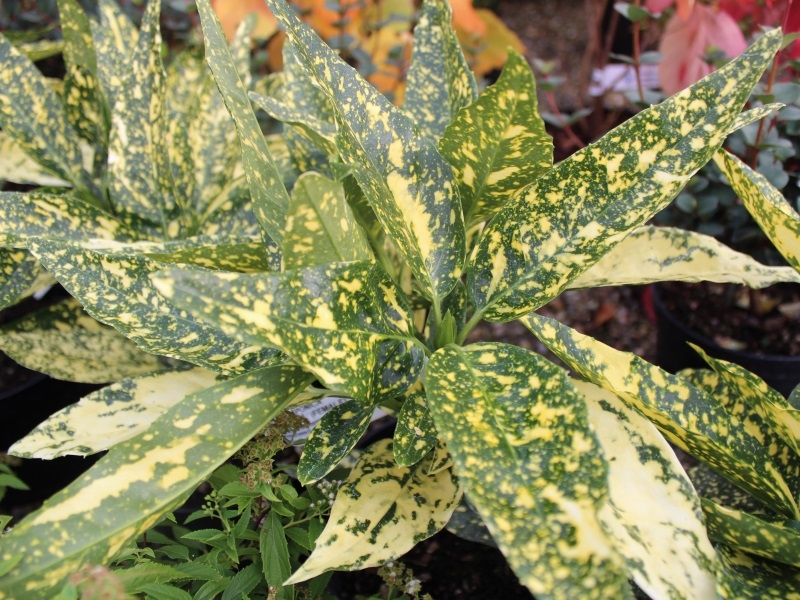 Aucuba japonica 'Golden Girl'-0