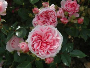 Rosa 'Dunham Massey'-0