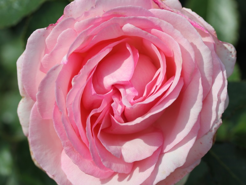 Rosa Eden Rose '88' ('Meiviolin')-0