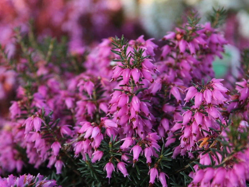 Erica carnea 'Rosalie' (9cm pot)-0