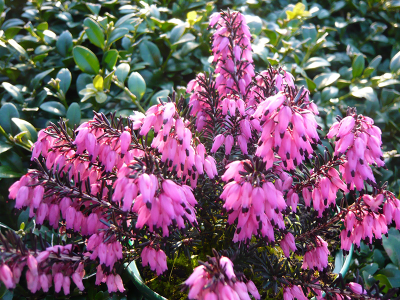 Erica carnea 'Vivellii' (9cm pot)-12143