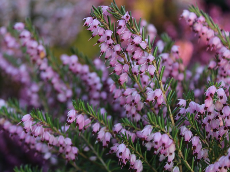 Erica x darleyensis 'Ghost Hills' (9cm pot)-12140