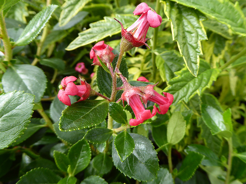 Escallonia 'Crimson Spire'-0