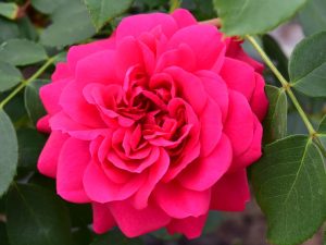 Rosa 'Frilly Cuff'-0