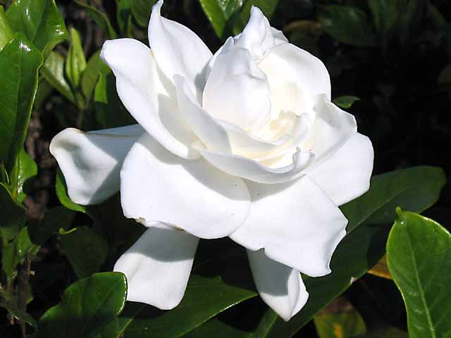 Gardenia jasminoides 'Crown Jewel'-0