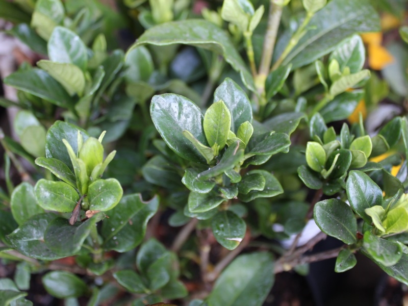 Gardenia jasminoides 'Kleim's Hardy'-15037