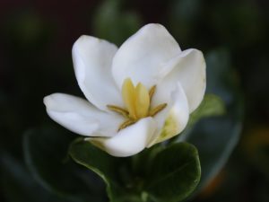 Gardenia jasminoides 'Kleim's Hardy'-0