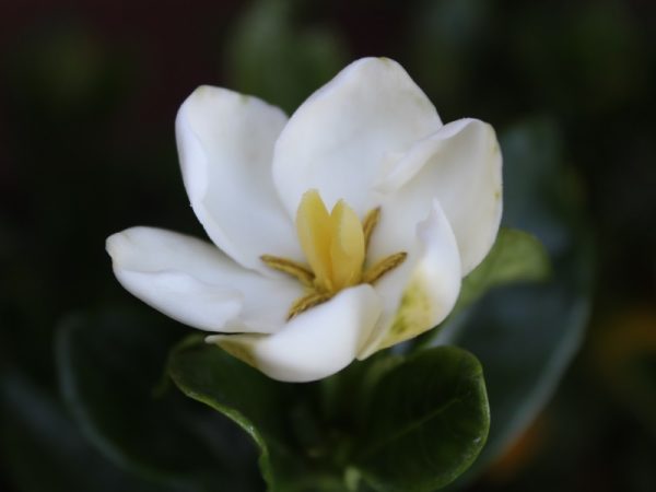 Gardenia jasminoides 'Kleim's Hardy'-0