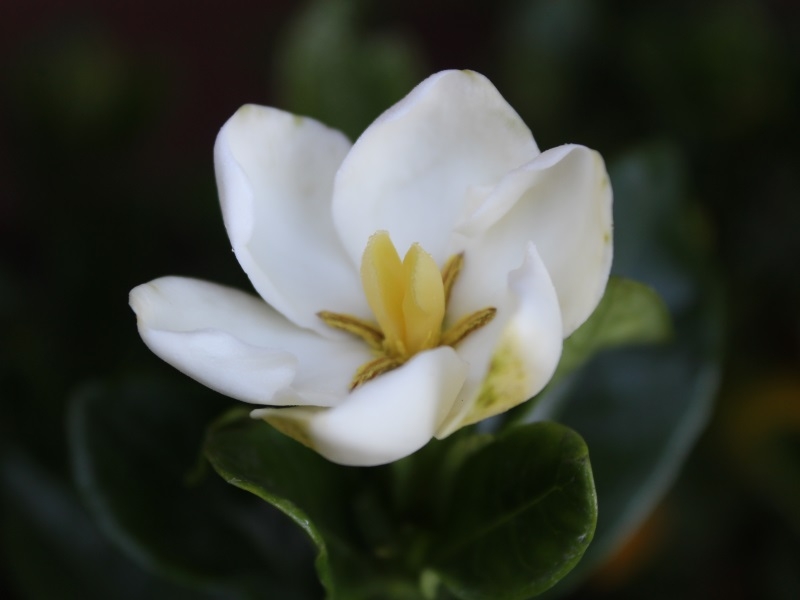 Gardenia jasminoides 'Kleim's Hardy'-0