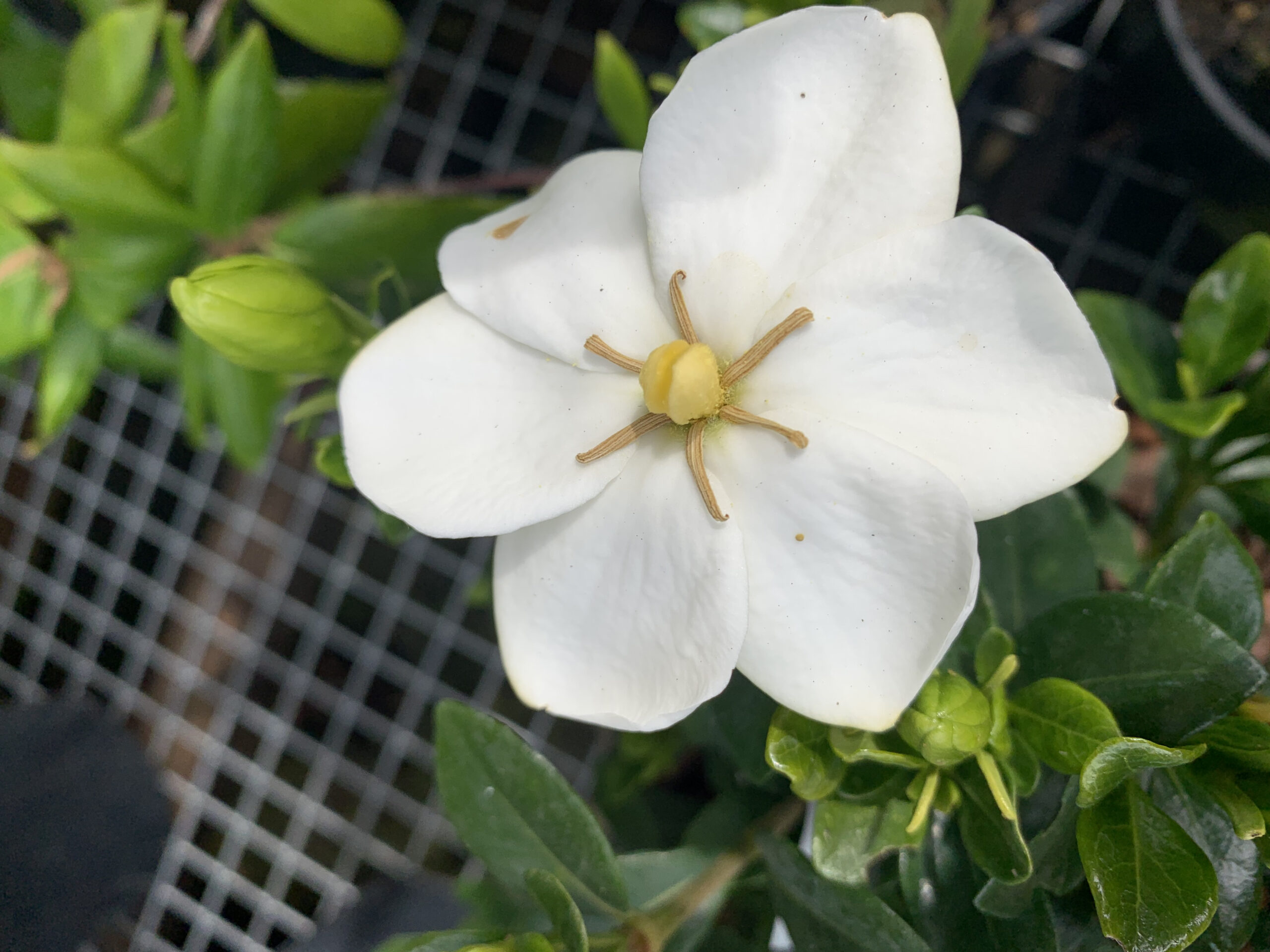 Gardenia jasminoides 'Kleim's Hardy'-24334