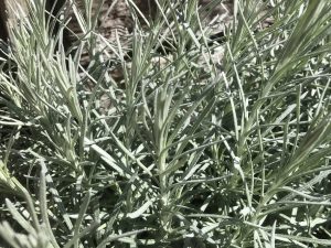 Helichrysum x angustifolia 'Korma'-0
