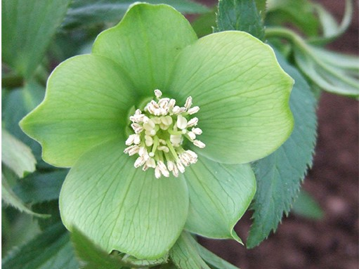 Helleborus occidentalis-0