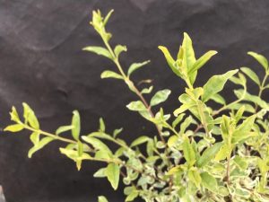 Ligustrum ibota 'Musli'-0