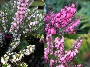 A Collection of Four Heathers: The 'Winter to Spring' Collection (1 Litre pot)-0