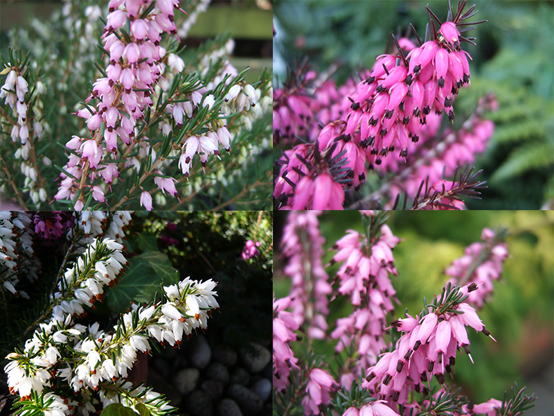 A Collection of Four Heathers: The 'Winter to Spring' Collection (1 Litre pot)-0