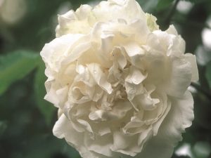 Rosa 'Mme. Alfred Carrière'-0