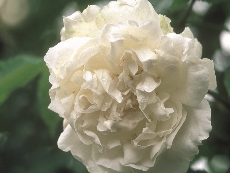 Rosa 'Mme. Alfred Carrière'-0