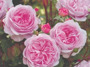 Rosa 'Olivia Rose Austin' (Ausmixture)-0