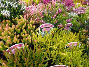 A Collection of Six Heathers: The 'All Year Round' Collection (1 Litre pot)-0