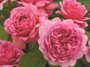 Rosa 'Princess Alexandra of Kent' (Ausmerchant)-0