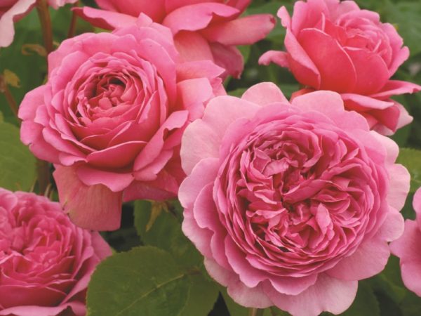 Rosa 'Princess Alexandra of Kent' (Ausmerchant)-0