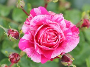 Rosa 'Raspberry Cream Twirl'-0