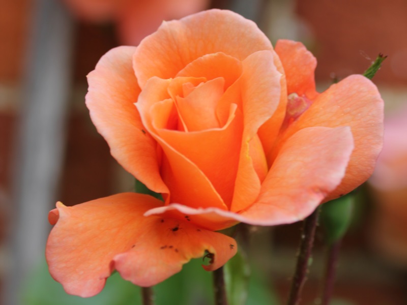 Rosa 'Scent from Heaven'-0
