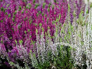 A Collection of Four Heathers: The 'Bee and Butterfly' Collection (1 Litre pot)-0