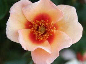 Rosa floribunda Smiling Eyes 'Chewrocko'-0