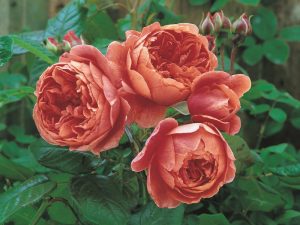 Rosa 'Summer Song' (Austango)-0